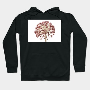 Allium karataviense   AGM  Kara Tau garlic  Seed heads Hoodie